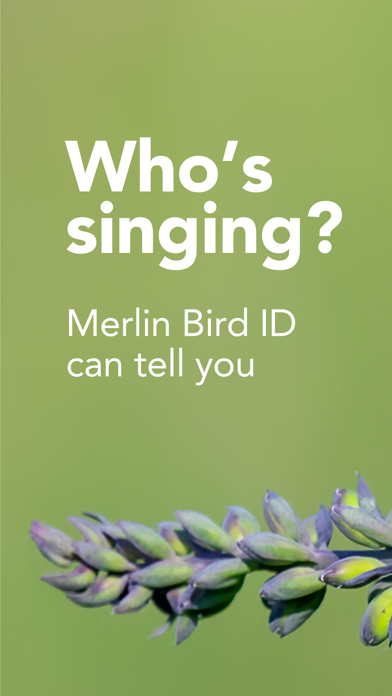 تطبيق Merlin Bird ID by Cornell Lab — كل ما تريد معرفته