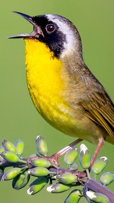 تطبيق Merlin Bird ID by Cornell Lab — كل ما تريد معرفته