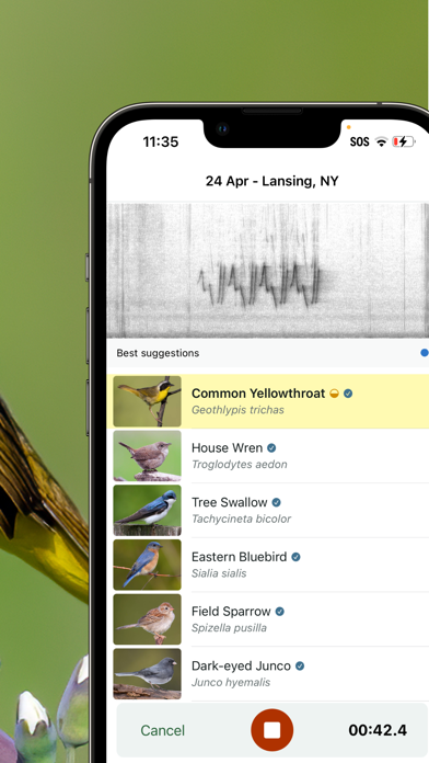 تطبيق Merlin Bird ID by Cornell Lab — كل ما تريد معرفته